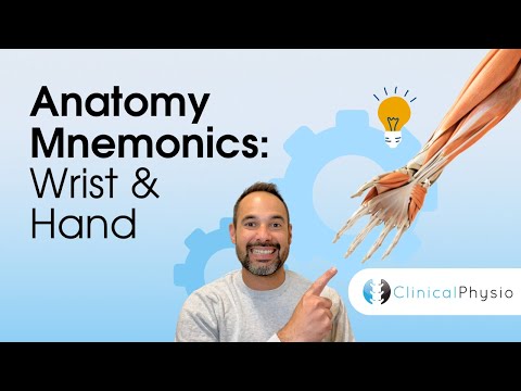 Learn Anatomy: Upper Limb Anatomy Memory Aids for Wrist & Hand | Anatomy Made Easy