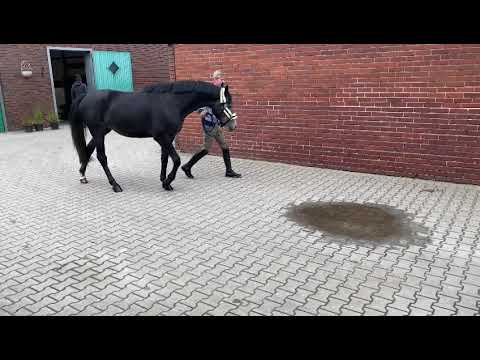 Hashtag:HICKSTEAD WHITE x CHARMING BOY