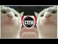 Cat Vibing Meme DNK 2021 EDM Remix von D Cat Vibing Meme DNK 2021 EDM Remix von D