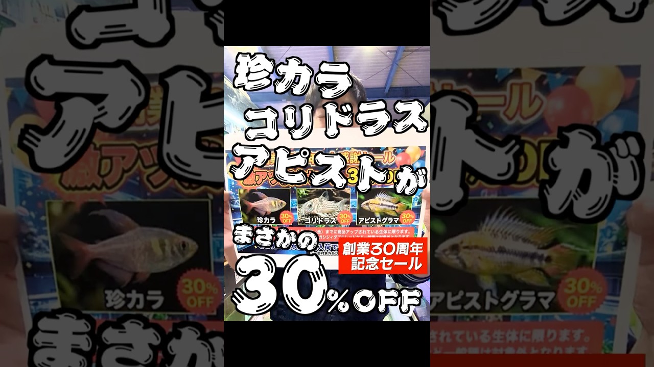 珍カラコリアピ30％off | アクアリウム 熱帯魚