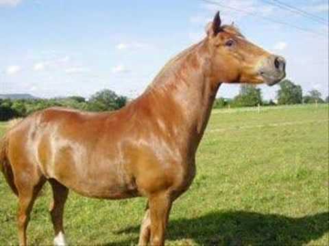 poney club d heillecourt