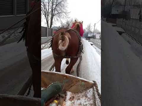 calul lui Bogdan burdaila de la ilisesti mânz de 4 ani