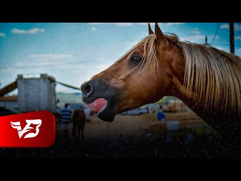 Cavalo Ciumento / Tim Dirim Dirim / Fim de Semana - Mano Walter (Clipe Vaquejada)
