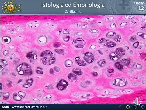 Istologia 12 - Cartilagine e Osso (parte 1)