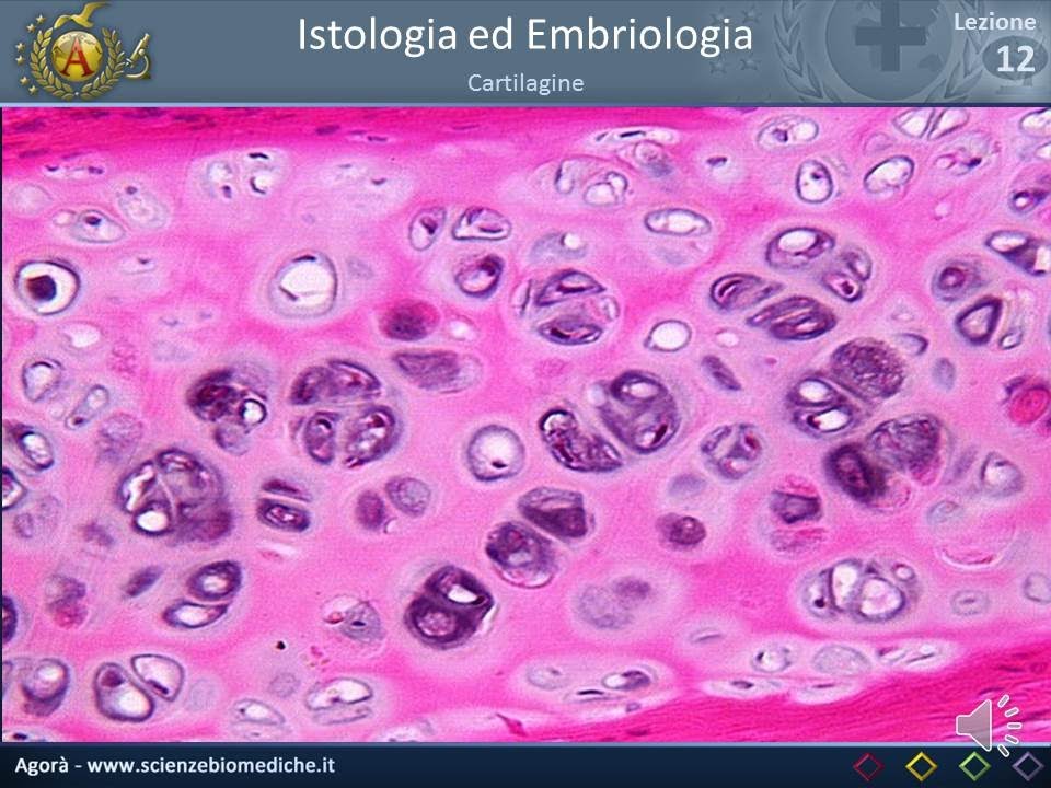 Istologia 12 - Cartilagine e Osso (parte 1)