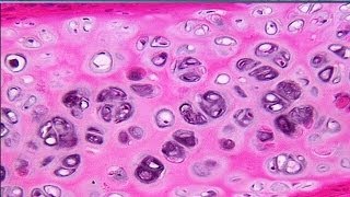 Istologia 12 - Cartilagine e Osso (parte 1)