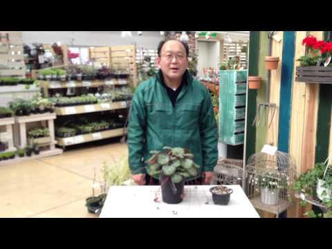 ベルゲニア 植物