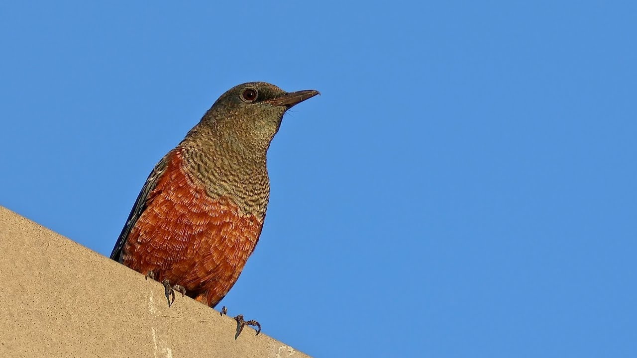 今の時期に家の中からでも聞こえる、あの綺麗な鳴き声の正体は？｜身近な野鳥イソヒヨドリ