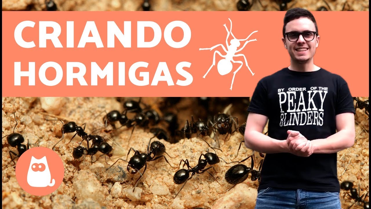 ¿Cómo empezar una colonia de hormigas | Criando hormigas