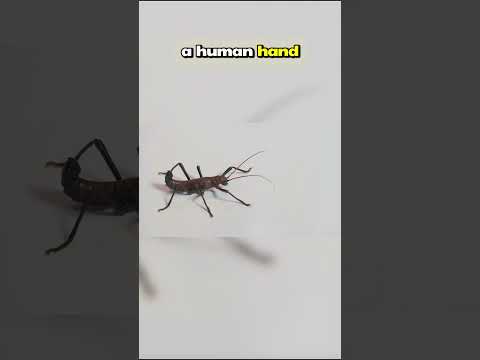 Top Ten Creatures from New Guinea’s Rainforests: Master of Disguise