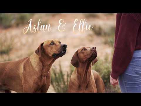 Aslan & Elfie - Rhodesian Ridgeback