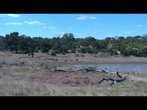 Djuma: Wildebeest bull - 13:41 - 03/10/2022