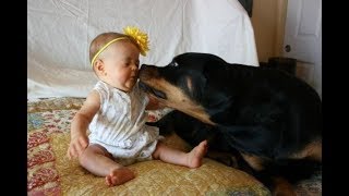 Top 10 Best Of Cute RottWeiler And Babies Playing Videos Compilation - Funny Dog And Baby Videos