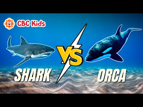 Sea Animal Facts: Shark vs. Orca | CBC Kids