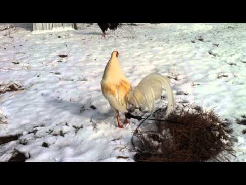 Bakbakan Na! White Albany