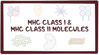 MHC class I and MHC class II molecules