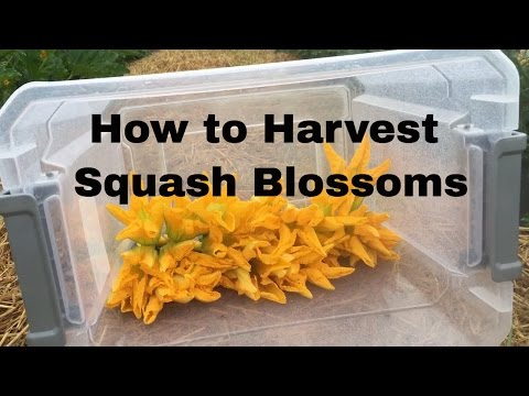 image-When can I harvest zucchini flowers?