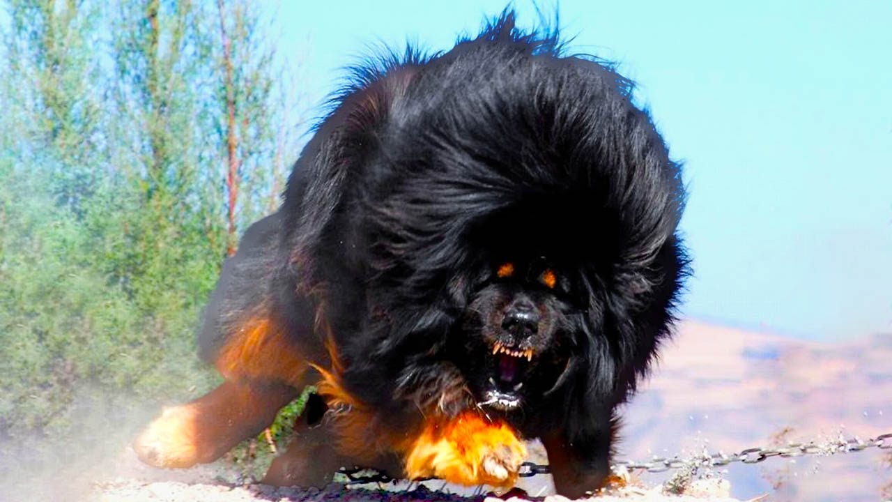 As Raças De Cães Mais Poderosas Do Mundo