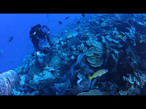 Explore Clipperton's waters with Pristine Seas