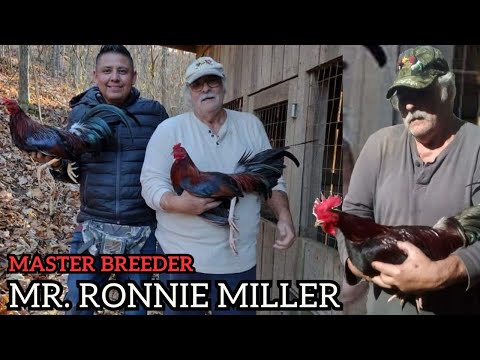 Mr. Ronnie Miller Farm Duke Hulsey Claret Master Breeder 😍
