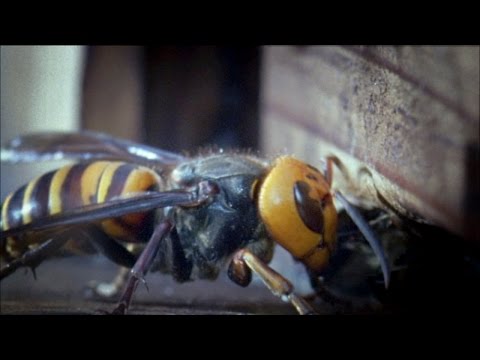 Deadly Asian Giant Hornets Make Their Way to Europe