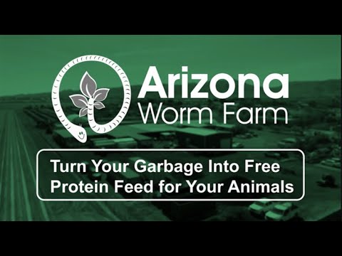 Free High Protein Food for Your Poultry! BSFL Training
