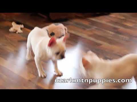 Tink playing with her sister ruthy
