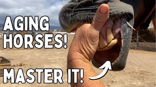How to Age Horses by Their Teeth | Tenerife Horse Rescue
