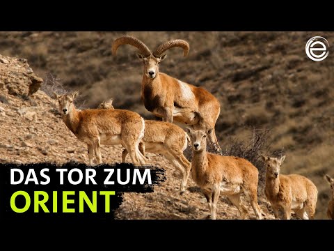 Wilde Türkei – Vom Schwarzen Meer zum Ararat | Erlebnis Erde