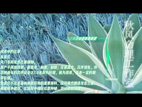 龍舌蘭盆栽風水命理