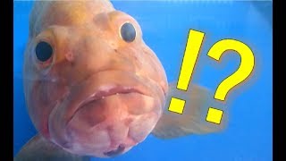 見つめてください。　この魚と・・・。Fish