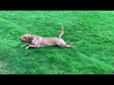 Stanley enjoying the long grass in Galloway forest.