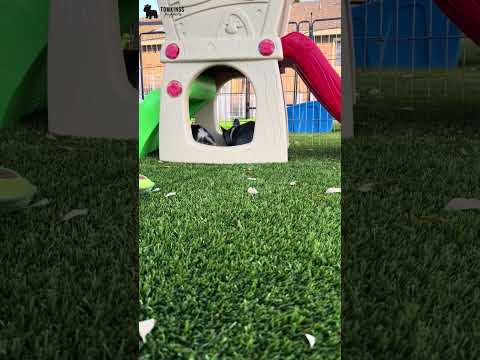 Video 4