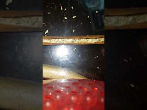 How to roll a blunt *simple for beginners* from New Jersey Marijuana