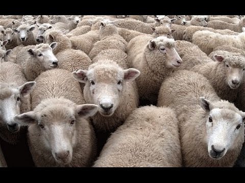 Lamb Tailing Gang 2 0