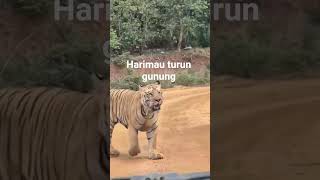 Download lagu harimau turun gunung #harimau #hewanliar #petanisawit #hiburan mp3