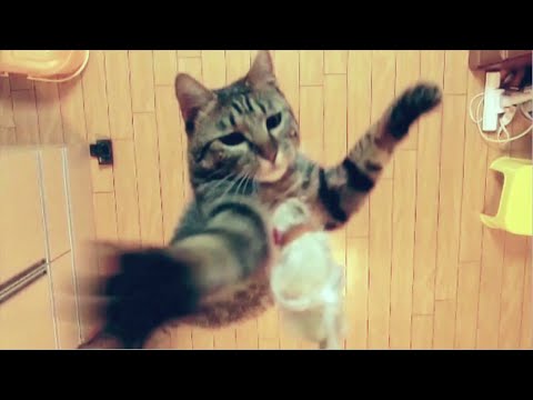 Cat Jumps 1.96M High Explained - You Have Been Warned