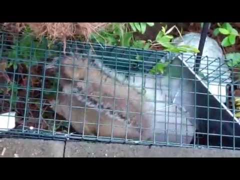 YouTube video about: Will squirrels eat rabbit food?