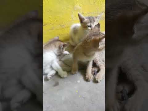 cute cats  cat feeding  milk  love four baby kittens  kittens with their mum❤#shorts#catlover