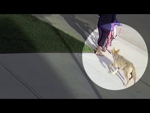 Alta. woman recovering after coyote attack on her driveway