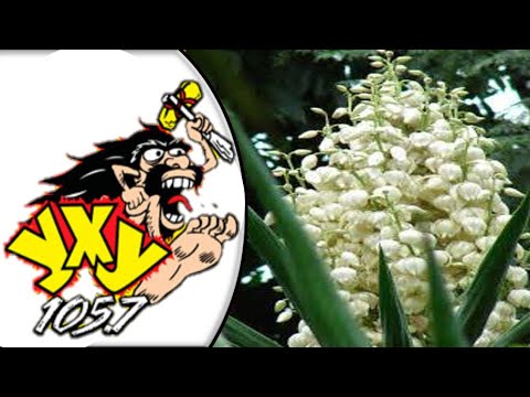 Cumbia Mix Vol 3 (Radio YXY 105.7) Dj System ID (Puyazon Total)