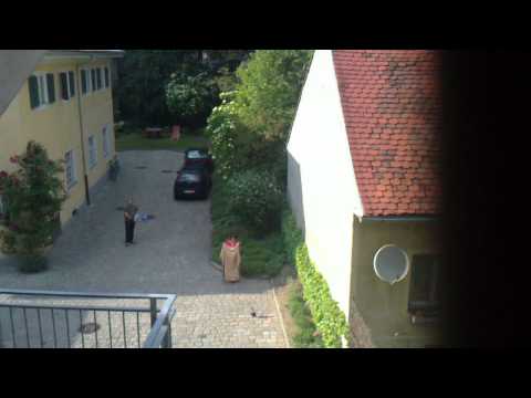 Krähen Attacke / Crow Attack