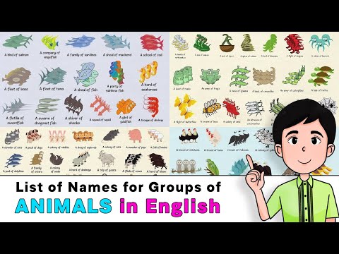 List of Names for Groups of Animals in English | 80 Collective Names for Animals