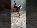 Cavalo De Vaquejada Veja Que Estrutura
