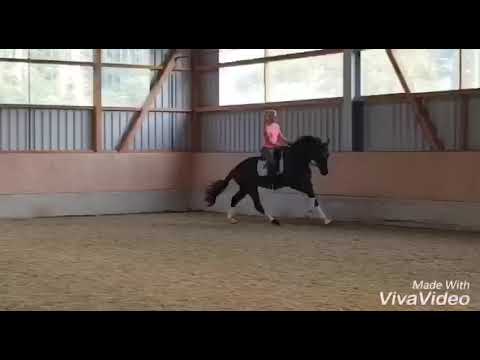 Fürst Belissaro x Herzensdieb