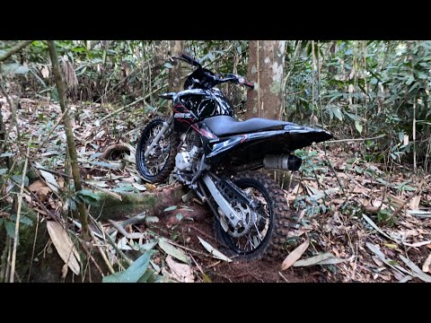 I GOT THE FALQUERA STUCK IN A ROOT ON THE NEW TRAIL (SWAMP TRAIL).