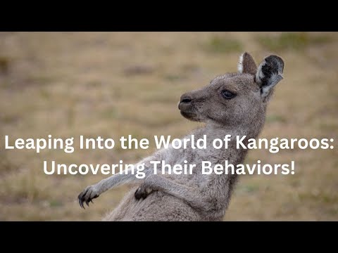 Kangaroo Behavioral Adaptations
