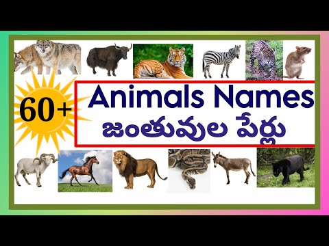 Names of Animals with images /జంతువుల పేర్లు/#animalsname @Lightning minds