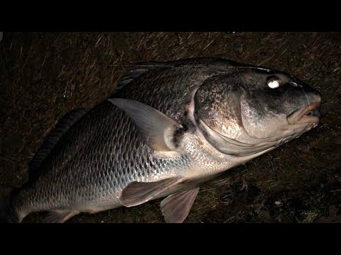 To Catch a Black Drum, Bait, Tackle, Tides/Moon Phases, General Locations. Episode 2.