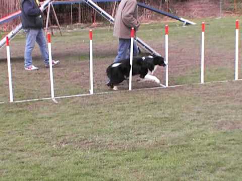 29-03-2009 Cana agility wedstrijd